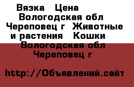 Вязка › Цена ­ 2 000 - Вологодская обл., Череповец г. Животные и растения » Кошки   . Вологодская обл.,Череповец г.